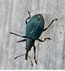 Attēlu rezultāti vaicājumam “Apion sp.”