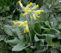 Attēlu rezultāti vaicājumam “Primula veris fruit”