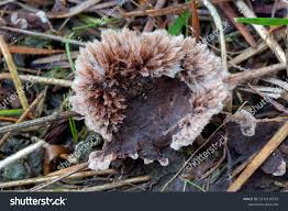 Attēlu rezultāti vaicājumam “Thelephora terrestris”