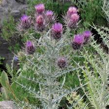 Image result for Ptilostemon afer