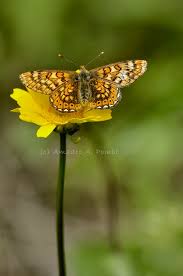 Attēlu rezultāti vaicājumam “Euphydrias aurinia”