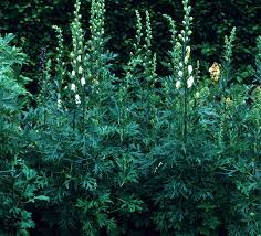 Attēlu rezultāti vaicājumam “Aconitum napellus leaf”