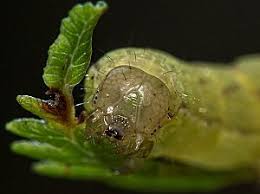 Attēlu rezultāti vaicājumam “Cerastis leucographa”