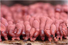 Attēlu rezultāti vaicājumam “Arcyria stipata”