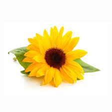 Image result for Sonnenblume