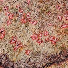 Attēlu rezultāti vaicājumam “Sclerophora farinacea”