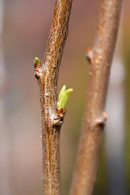 Attēlu rezultāti vaicājumam “Pyrus communis bud”