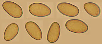 Attēlu rezultāti vaicājumam “Coniophora puteana”