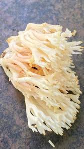 Attēlu rezultāti vaicājumam “Lentaria sp.”