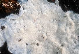 Attēlu rezultāti vaicājumam “Skeletocutis brevispora”