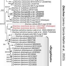 Attēlu rezultāti vaicājumam “Diachea subsessilis stalked”