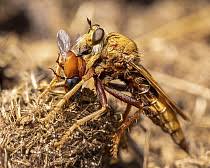 Attēlu rezultāti vaicājumam “Asilus crabroniformis”