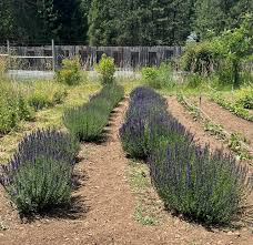 Image result for Hyssopus officinalis