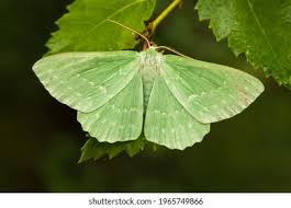 Attēlu rezultāti vaicājumam “Geometra papilionaria”