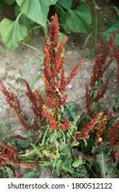 Attēlu rezultāti vaicājumam “Rumex crispus fruit”