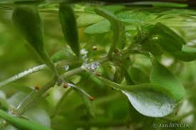 Attēlu rezultāti vaicājumam “Callitriche cophocarpa”