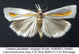 Attēlu rezultāti vaicājumam “Crambus”