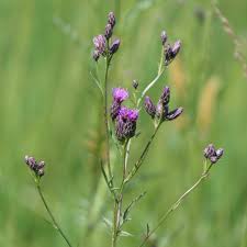 Attēlu rezultāti vaicājumam “Serratula tinctoria flower”