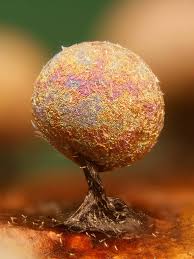 Attēlu rezultāti vaicājumam “Lamproderma debile sessile”