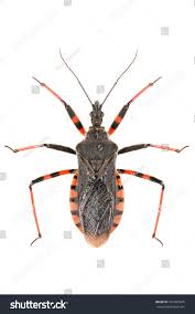 Attēlu rezultāti vaicājumam “Rhynocoris annulatus”