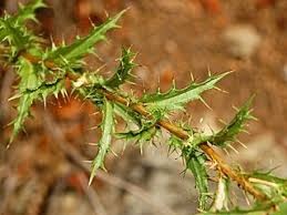 Attēlu rezultāti vaicājumam “Carlina biebersteinii leaf”