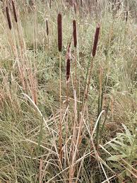 Attēlu rezultāti vaicājumam “Typha angustifolia”