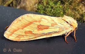 Attēlu rezultāti vaicājumam “Colostygia pectinataria female”