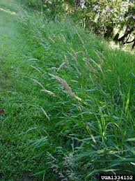 Attēlu rezultāti vaicājumam “Phalaroides arundinacea fruit”