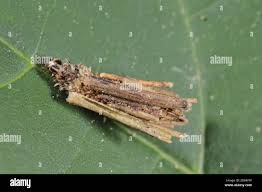Attēlu rezultāti vaicājumam “Canephora hirsuta larva”