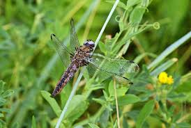 Attēlu rezultāti vaicājumam “Libellula fulva”