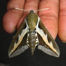 Attēlu rezultāti vaicājumam “Hyles gallii”