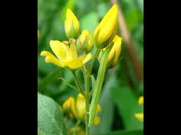 Attēlu rezultāti vaicājumam “Anticollix sparsata”