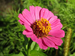 Image result for Zinnia violacea
