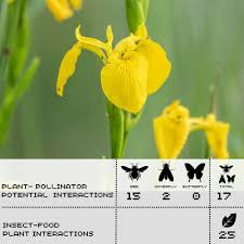 Attēlu rezultāti vaicājumam “Iris pseudacorus fruit”