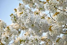 Attēlu rezultāti vaicājumam “Cerasus”