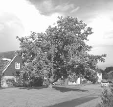 Image result for Hatfield Peverel Bowling Club