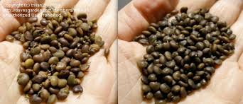 Attēlu rezultāti vaicājumam “Laburnum alpinum fruit”