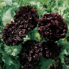 Image result for Papaver somniferum Black