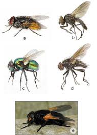 Attēlu rezultāti vaicājumam “Muscidae”