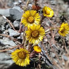 Attēlu rezultāti vaicājumam “Tussilago farfara flower”