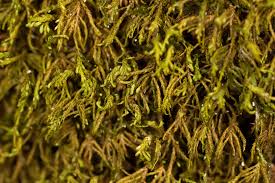 Attēlu rezultāti vaicājumam “Anomodon attenuatus”