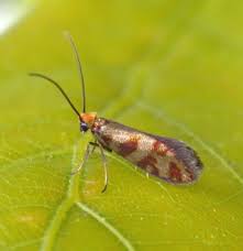 Attēlu rezultāti vaicājumam “Micropterix aureatella”