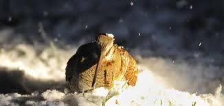 Attēlu rezultāti vaicājumam “Scolopax rusticola nest”