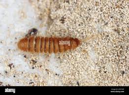 Attēlu rezultāti vaicājumam “Anthrenus sp. larva”