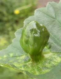 Attēlu rezultāti vaicājumam “Tetraneura ulmi”