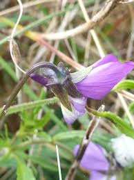 Attēlu rezultāti vaicājumam “Viola tricolor subsp. curtisii flower”