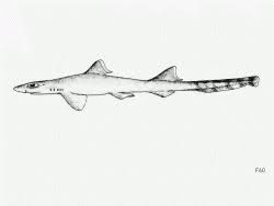 Image result for Paragaleus pectoralis