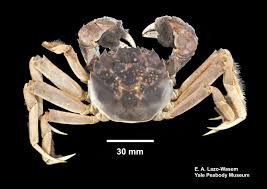 Image result for Eriocheir sinensis