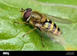 Attēlu rezultāti vaicājumam “Syrphus sp.”