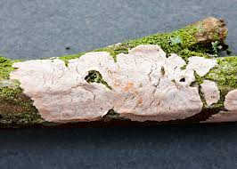 Attēlu rezultāti vaicājumam “Corticium roseum”